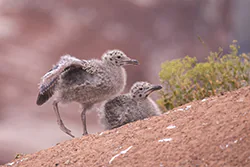 Mewa srebrzysta (Larus argentatus)