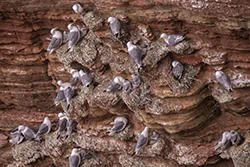 Mewa trójpalczasta (Rissa tridactyla)