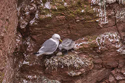 Mewa trójpalczasta (Rissa tridactyla)