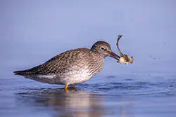Krwawodziób (Tringa totanus)