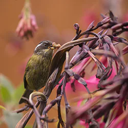 Sooty-capped Chlorospingus (Chlorospingus pileatus)