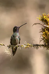 Talamanca Hummingbird (Eugenes spectabilis)