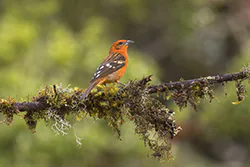 Flame-colored Tanager (Piranga bidentata)