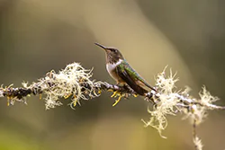Volcano Hummingbird (Selasphorus flammula)