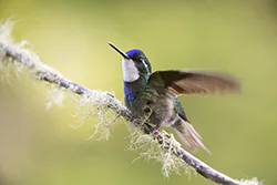 White-throated Mountaingem (Lampornis castaneoventris)