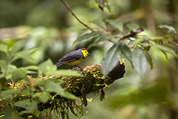 Collared Whitestart (Myioborus torquatus)