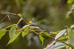 Pleszówka przepasana (Myioborus torquatus)