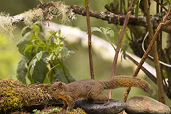 Graniówka górska (Syntheosciurus brochus)