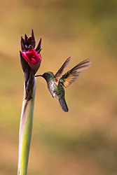 Stripe-tailed Hummingbird (Eupherusa eximia)