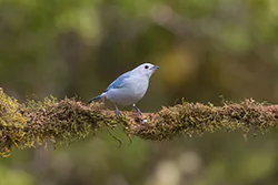 Blue-gray Tanager (Thraupis episcopus)