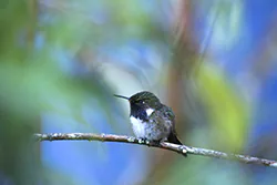 Volcano Hummingbird (Selasphorus flammula)