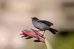 Slaty Flowerpiercer (Diglossa plumbea)