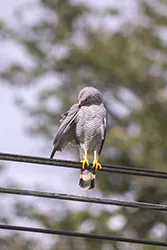 Myszołowik popielaty (Buteo plagiatus)