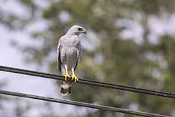 Myszołowik popielaty (Buteo plagiatus)