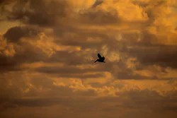 Brown Pelican (Pelecanus occidentalis)