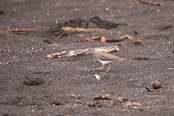 Brodziec plamisty (Actitis macularius)