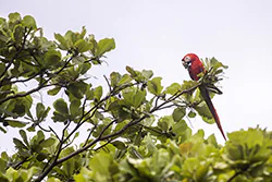 Scarlet Macaw (Ara macao)