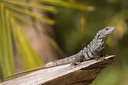 Black Iguana (Ctenosaura similis)