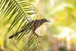 Great-tailed Grackle (Quiscalus mexicanus)