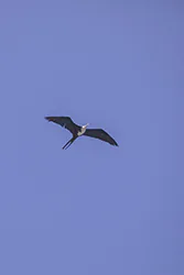 Fregata wielka (Fregata magnificens)