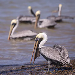 Brown Pelican (Pelecanus occidentalis)