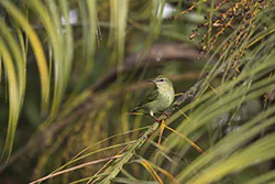 Red-legged Honeycreeper (Cyanerpes cyaneus)
