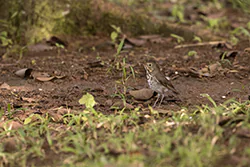 Drozdek okularowy  (Catharus ustulatus)