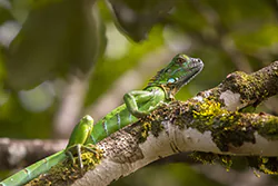 Green iguana (Iguana iguana)
