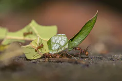 Acromyrmex octospinosus (Acromyrmex octospinosus)