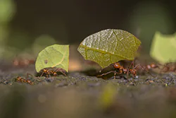 Acromyrmex octospinosus (Acromyrmex octospinosus)