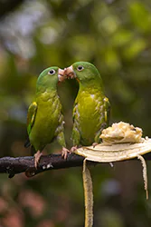 Orange-chinned Parakeet (Brotogeris jugularis)