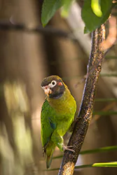 Brown-hooded Parrot (Pyrilia haematotis)
