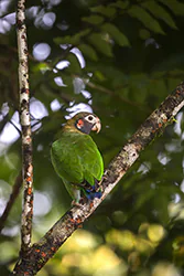 Brown-hooded Parrot (Pyrilia haematotis)