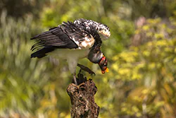 King Vulture (Sarcoramphus papa)