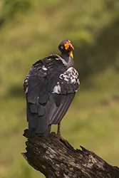 King Vulture (Sarcoramphus papa)