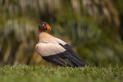 King Vulture (Sarcoramphus papa)