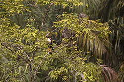 Crested Caracara (Caracara cheriway)