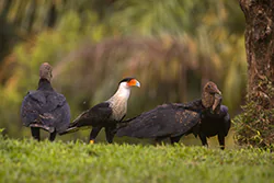 Crested Caracara (Caracara cheriway)