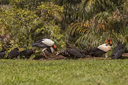 King Vulture (Sarcoramphus papa)