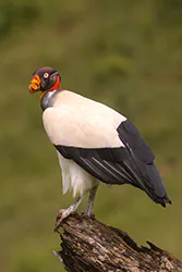 King Vulture (Sarcoramphus papa)