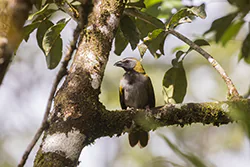 Buff-throated Saltator (Saltator maximus)