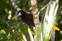 Montezuma Oropendola (Psarocolius montezuma)