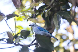 Blue-gray Tanager (Thraupis episcopus)