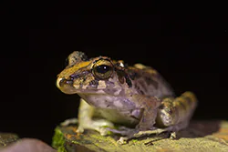 Fitzinger's robber frog (Craugastor fitzingeri)