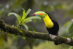 Keel-billed Toucan (Ramphastos sulfuratus)