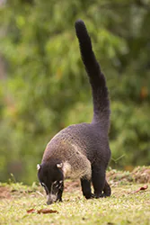 White-nosed Coati (Nasua narica)