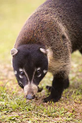 White-nosed Coati (Nasua narica)