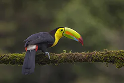 Keel-billed Toucan (Ramphastos sulfuratus)