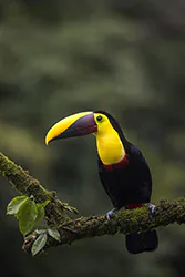 Yellow-throated Toucan (Ramphastos ambiguus)