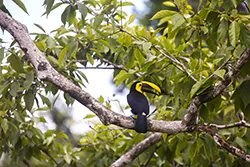 Yellow-throated Toucan (Ramphastos ambiguus)